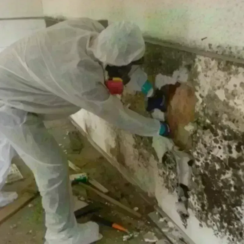 Mold Remediation and Removal in Haskell County, TX